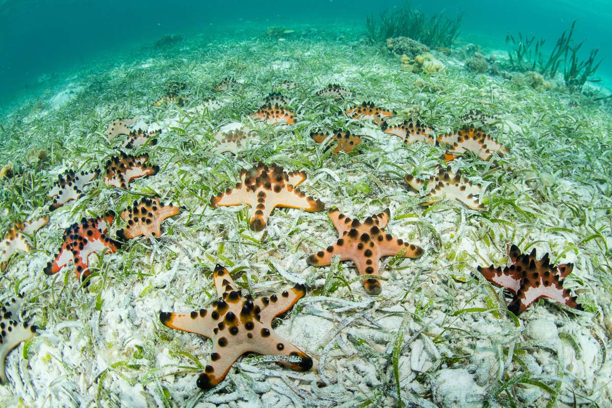 Wakatobi Indonesia Scuba Diving 10