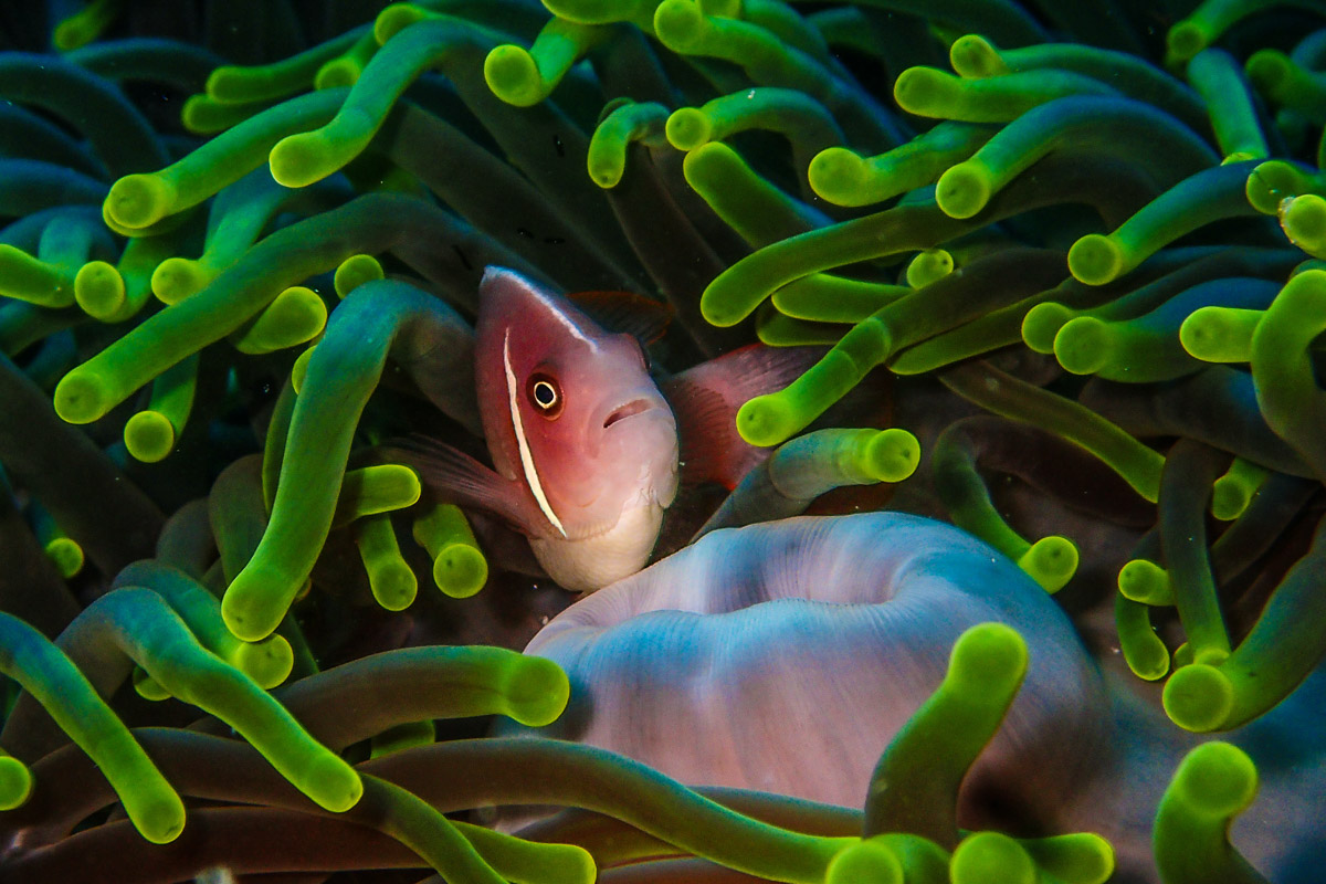 Wakatobi Indonesia Scuba Diving 15