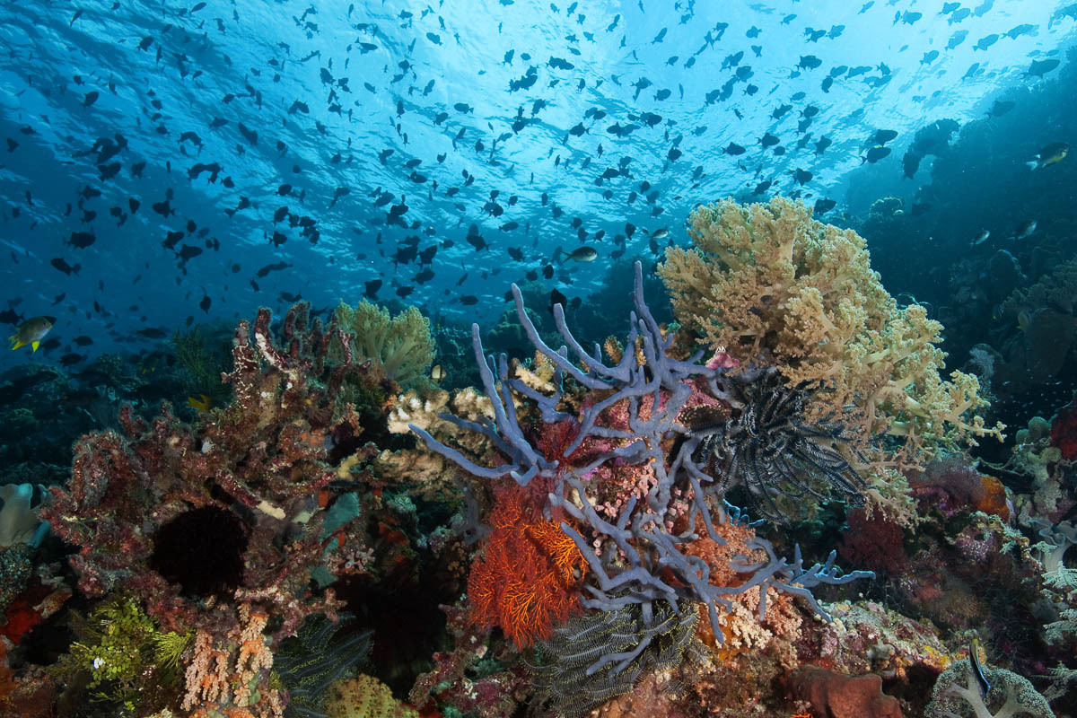 Wakatobi Indonesia Scuba Diving 4