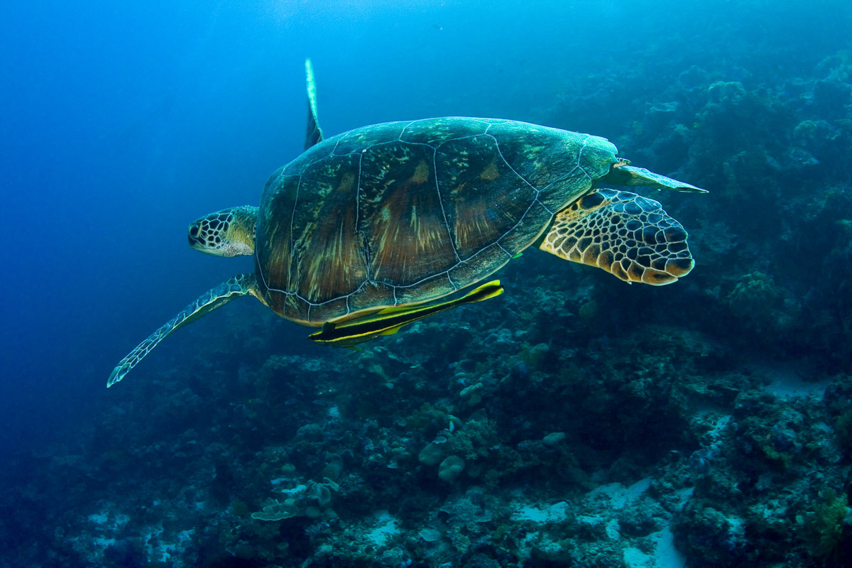 Wakatobi Indonesia Scuba Diving 7