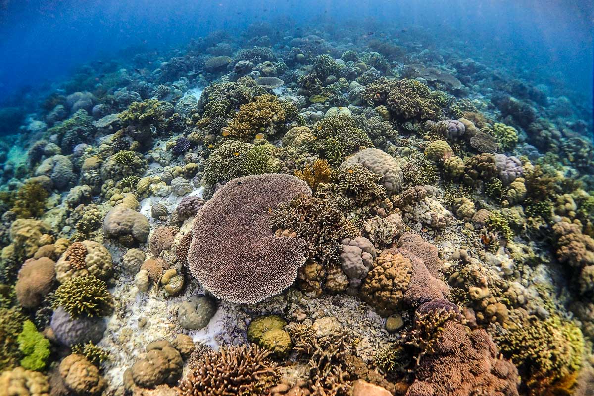 Wakatobi Indonesia Scuba Diving 9