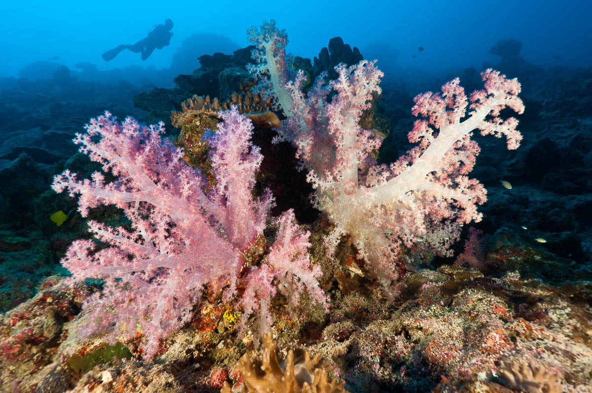 Cenderawasih Bay Papua Indonesia Diving 11