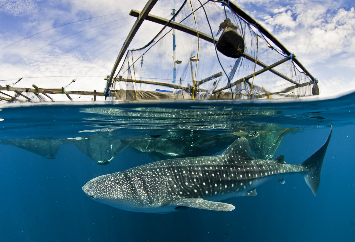 Cenderawasih Bay Papua Indonesia Diving 17