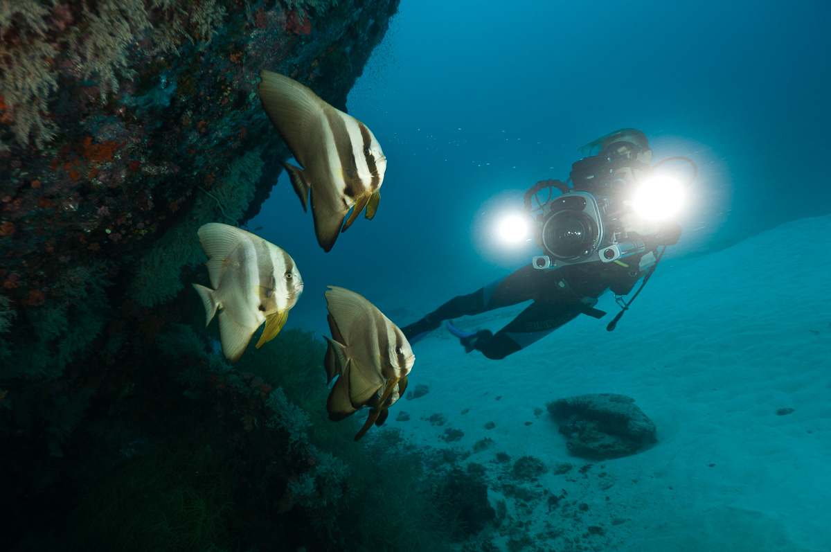 Cenderawasih Bay Papua Indonesia Diving 4