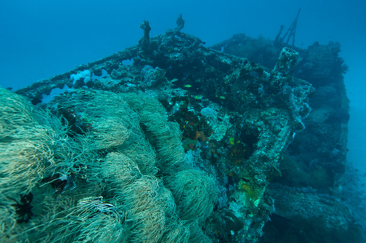 Cenderawasih Bay Papua Indonesia Diving 5