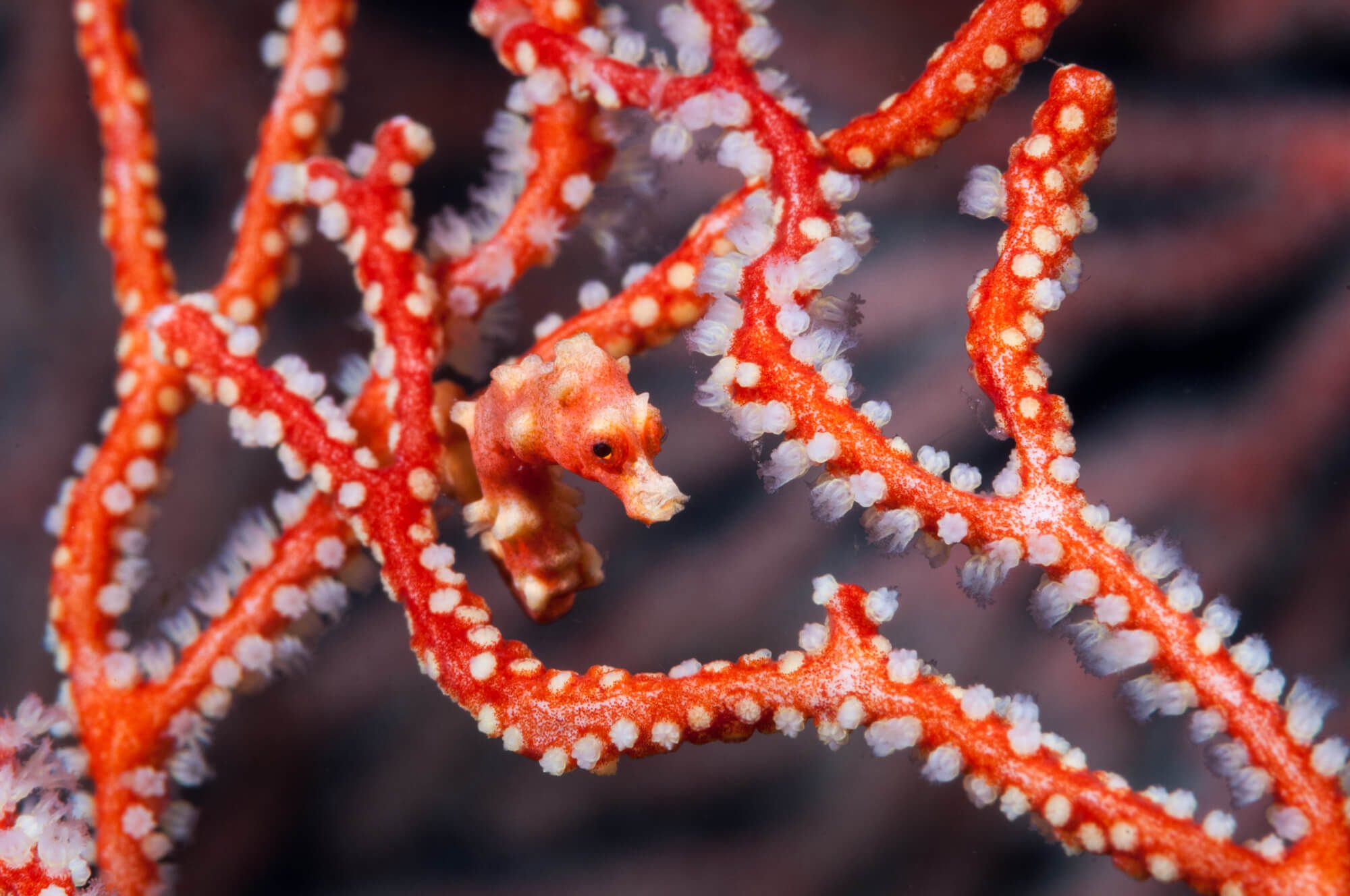 Pygmy seahorses can be exceptionally well camouflaged