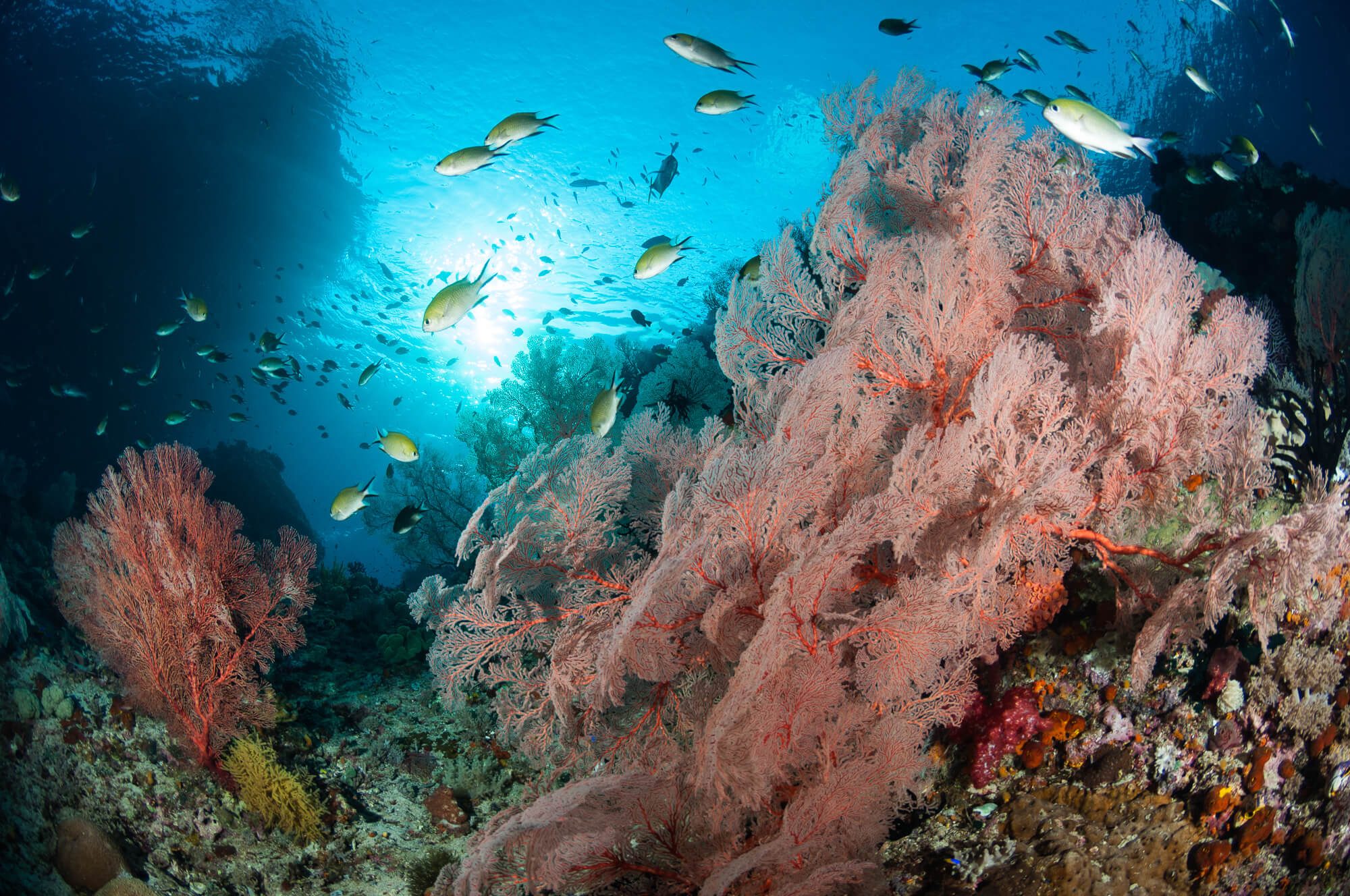 West Papua Misool Reef