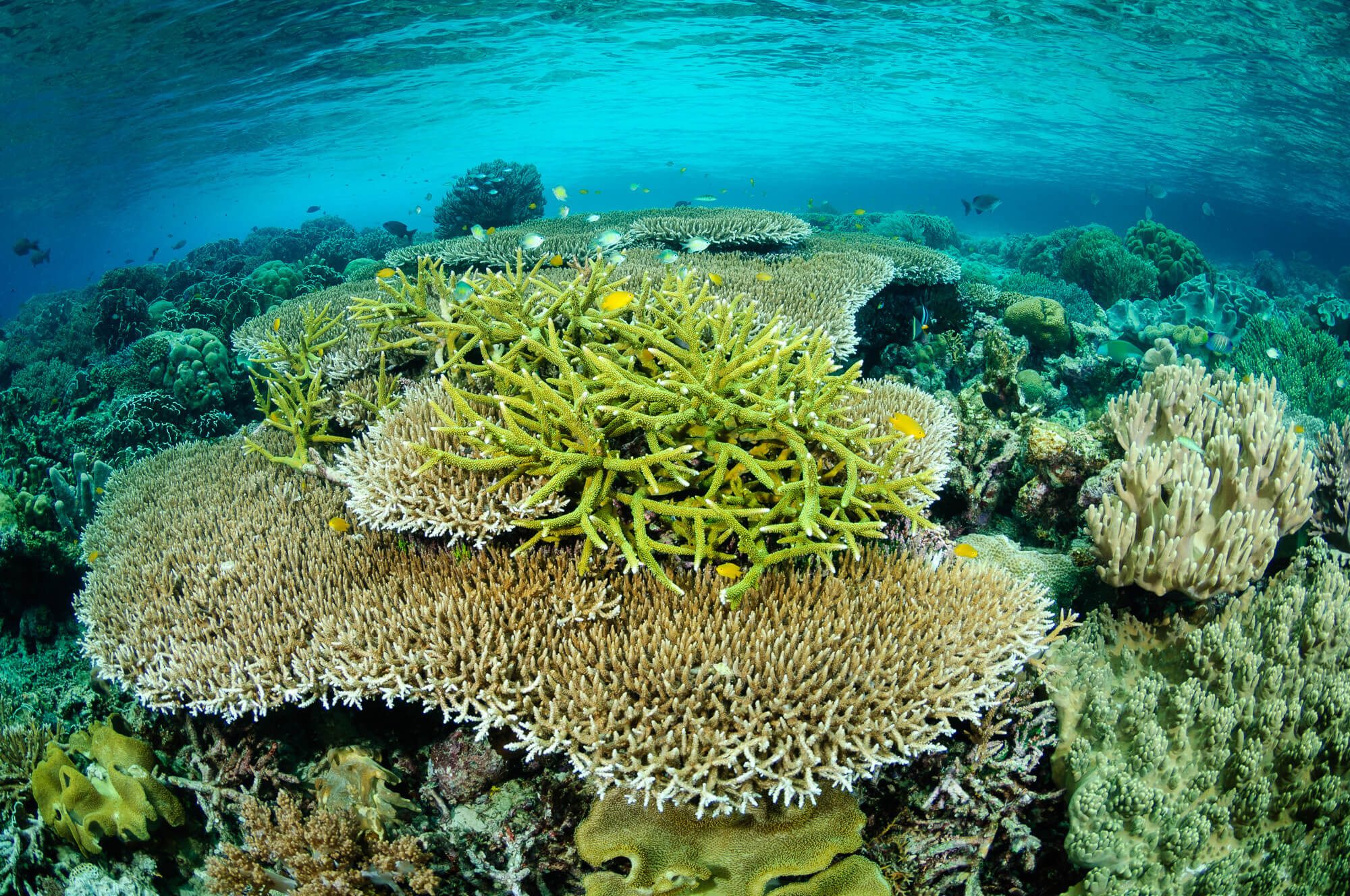 ZuBlu & The Reef-World Foundation