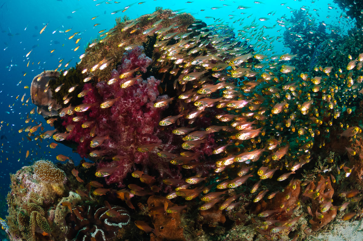 Raja Ampat Indonesia Diving sweetlips