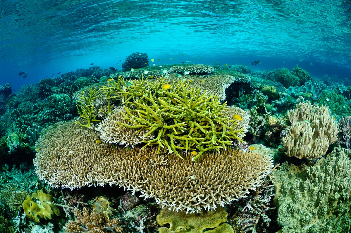 Raja Ampat Indonesia Diving pristine corals