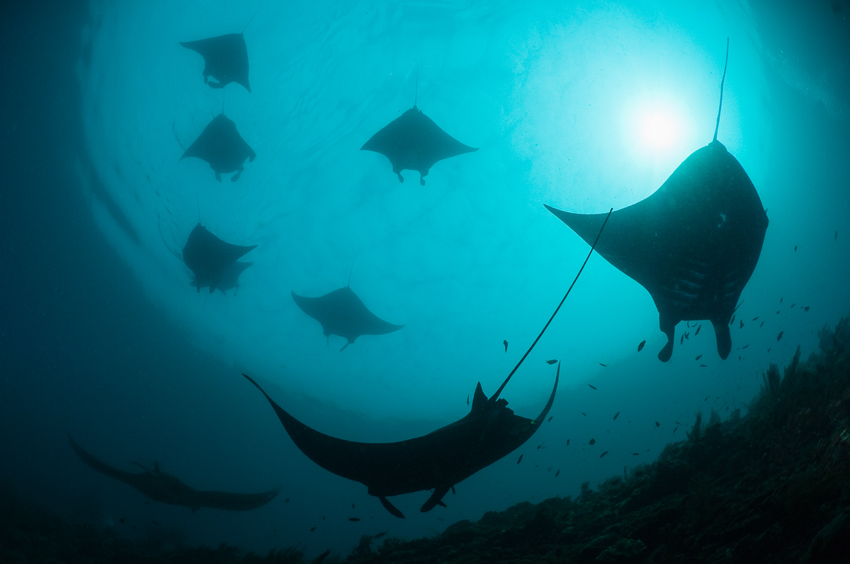 Raja Ampat Indonesia Diving manta rays