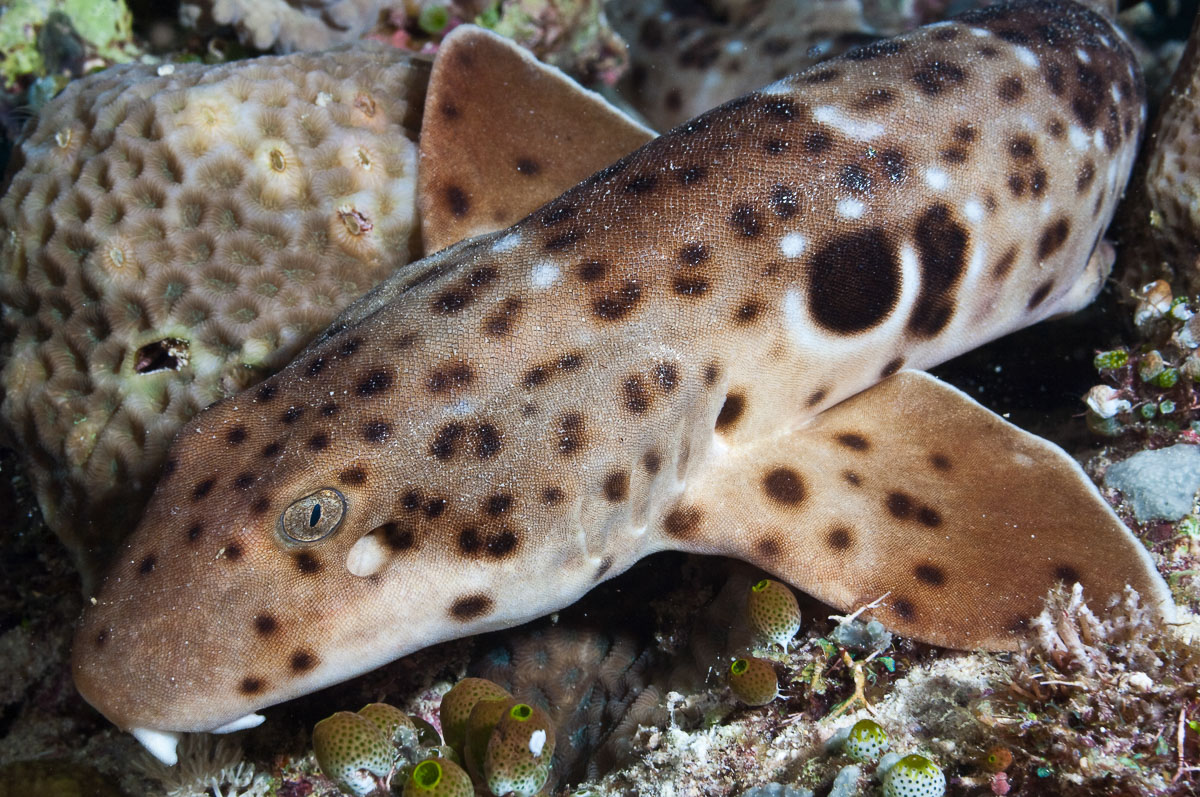 Raja Ampat Indonesia Diving Walking Shark
