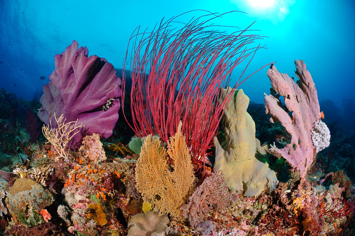 Raja Ampat Indonesia Diving Beautiful Reef