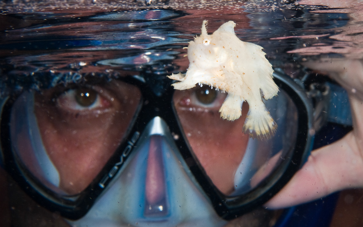 Raja Ampat Indonesia Diving Frogfish
