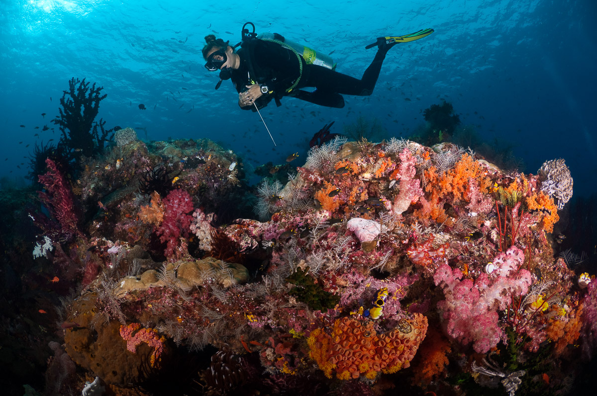 Raja Ampat Indonesia Diving coral reefs