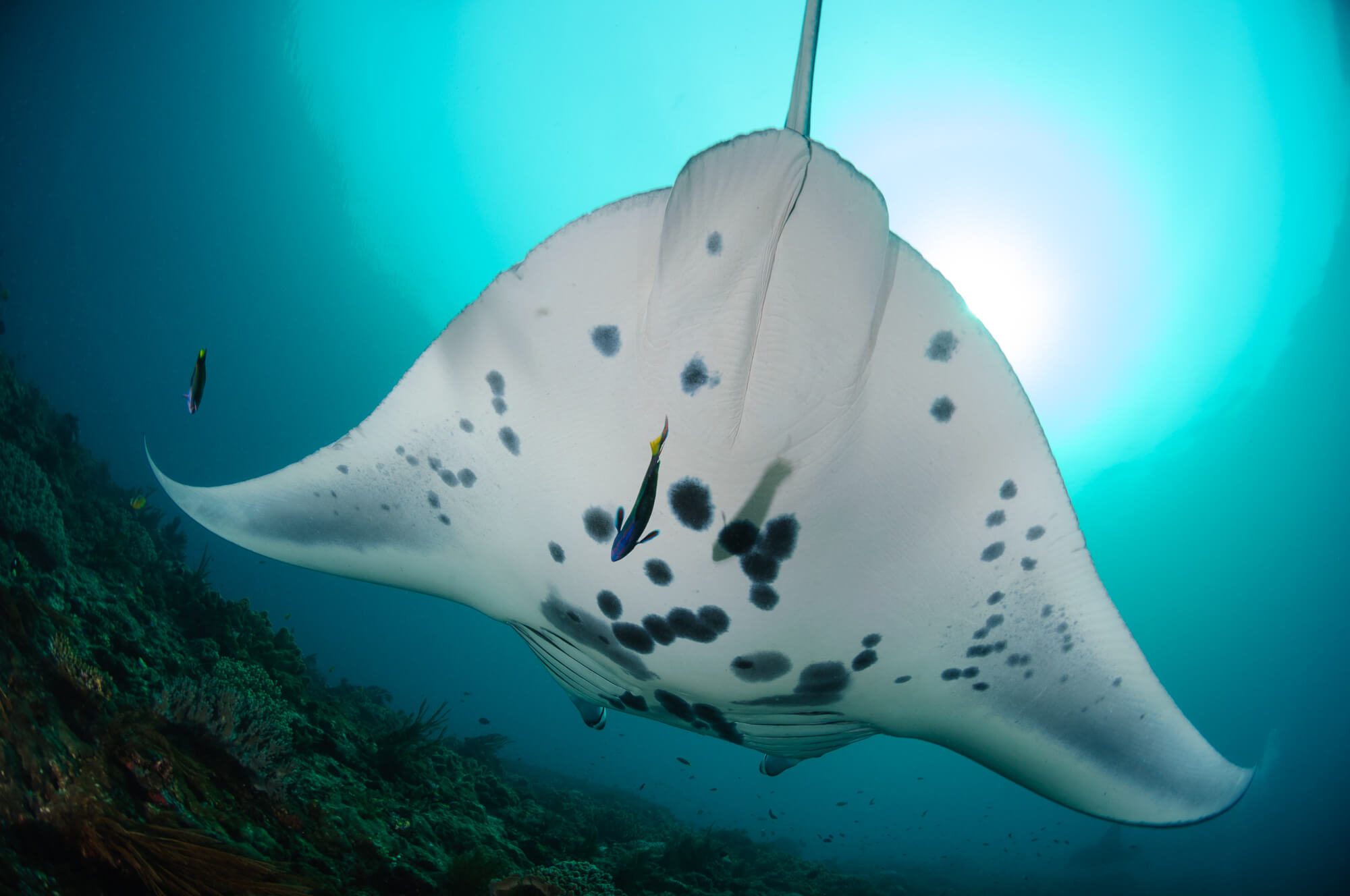 Both oceanic manta rays and reef mantas can be seen in Raja Ampat