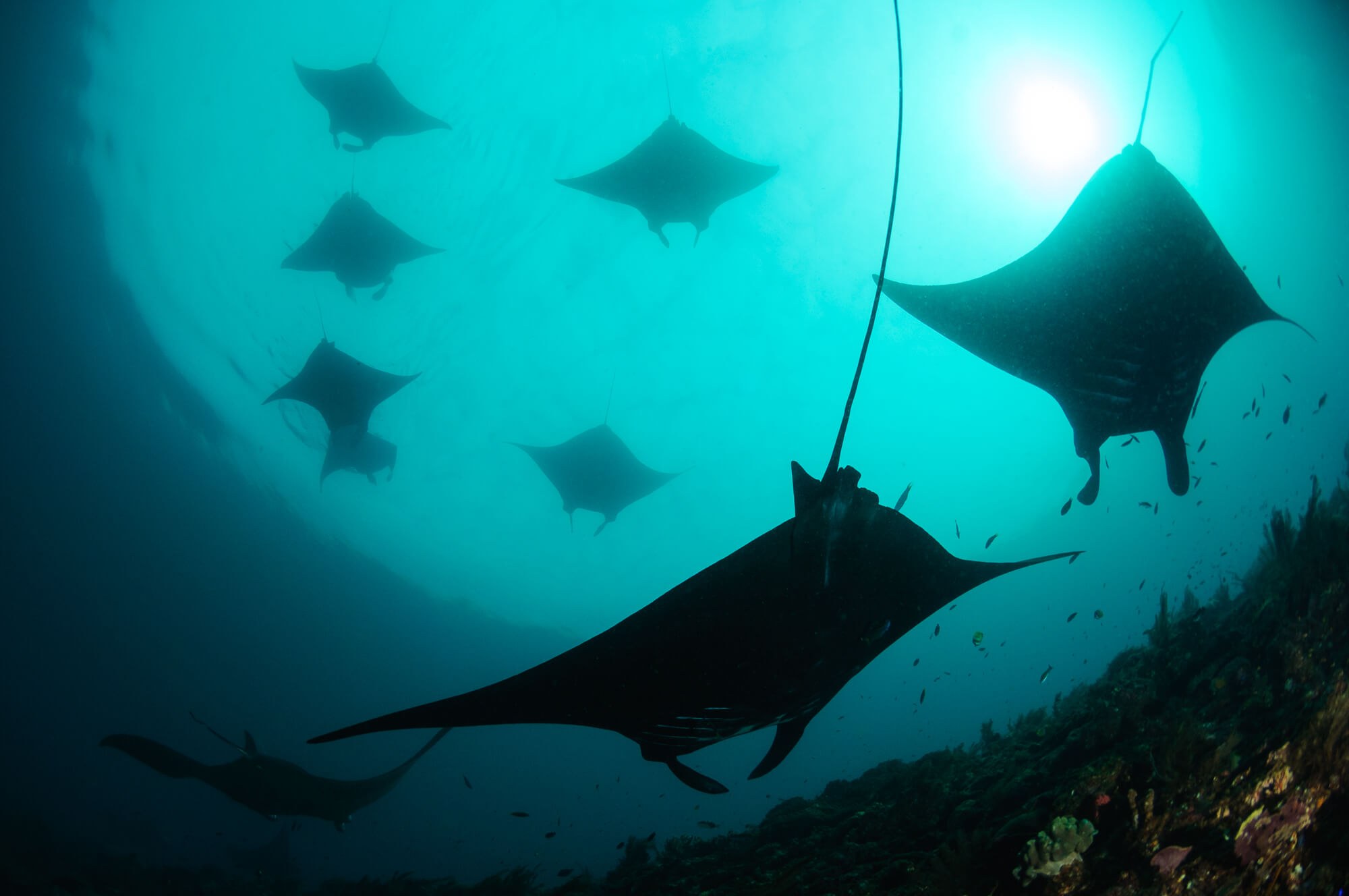 Manta rays in Raja Ampat, Indonesia