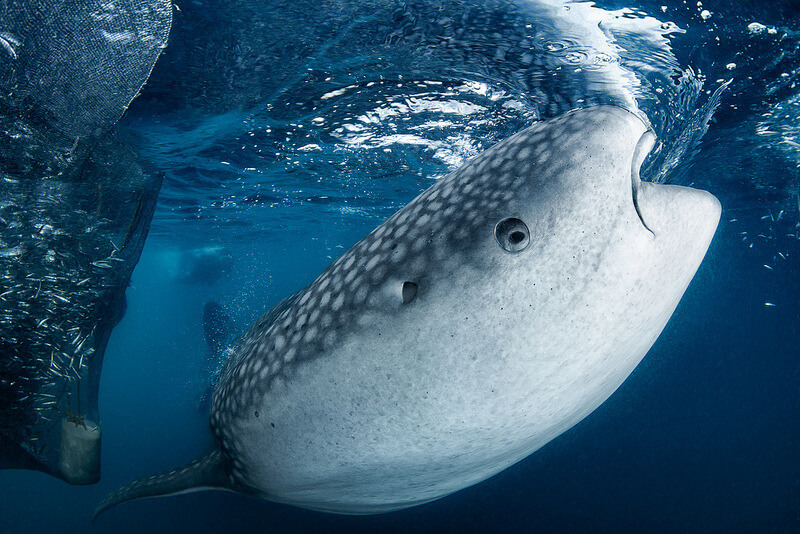 Whale sharks feed near bagans in Triton Bay, Indonesia