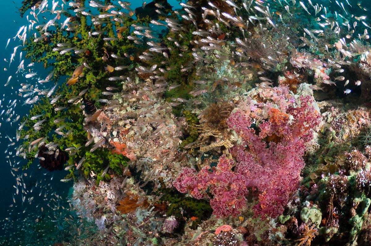 Triton Bay West Papua Indonesia 2