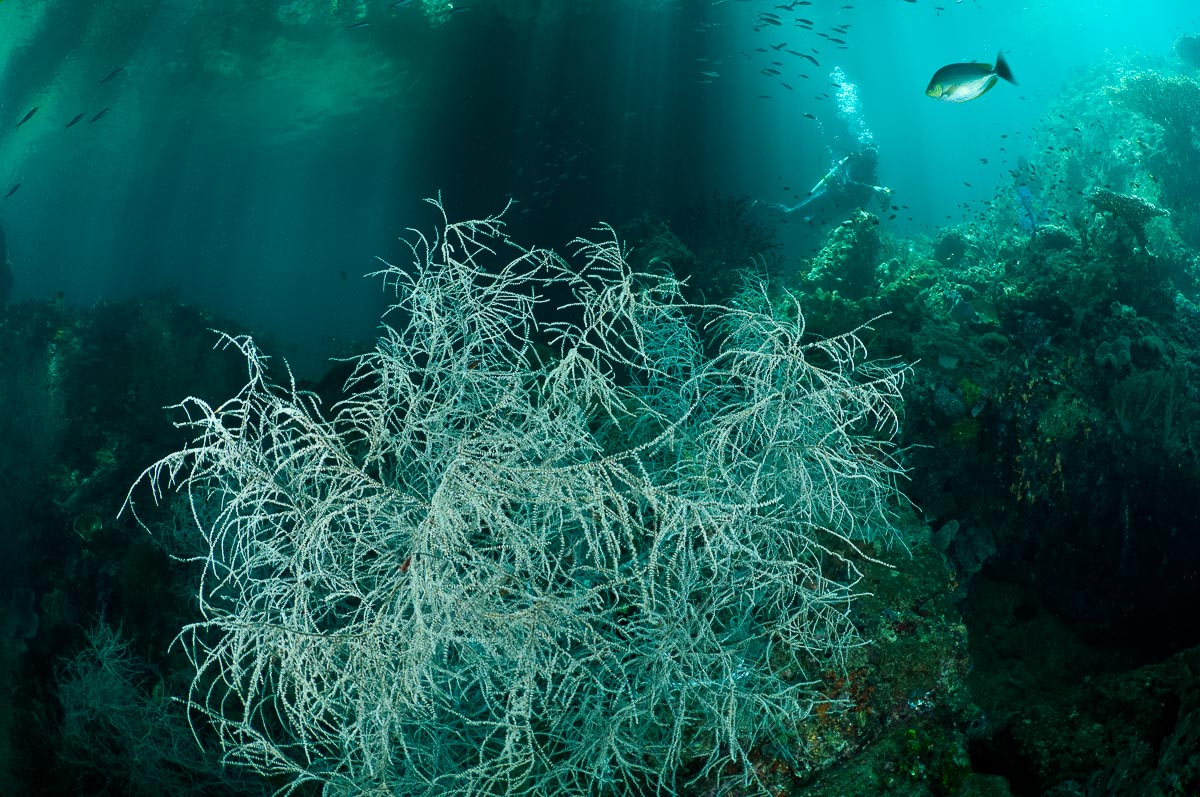 Triton Bay West Papua Indonesia 6