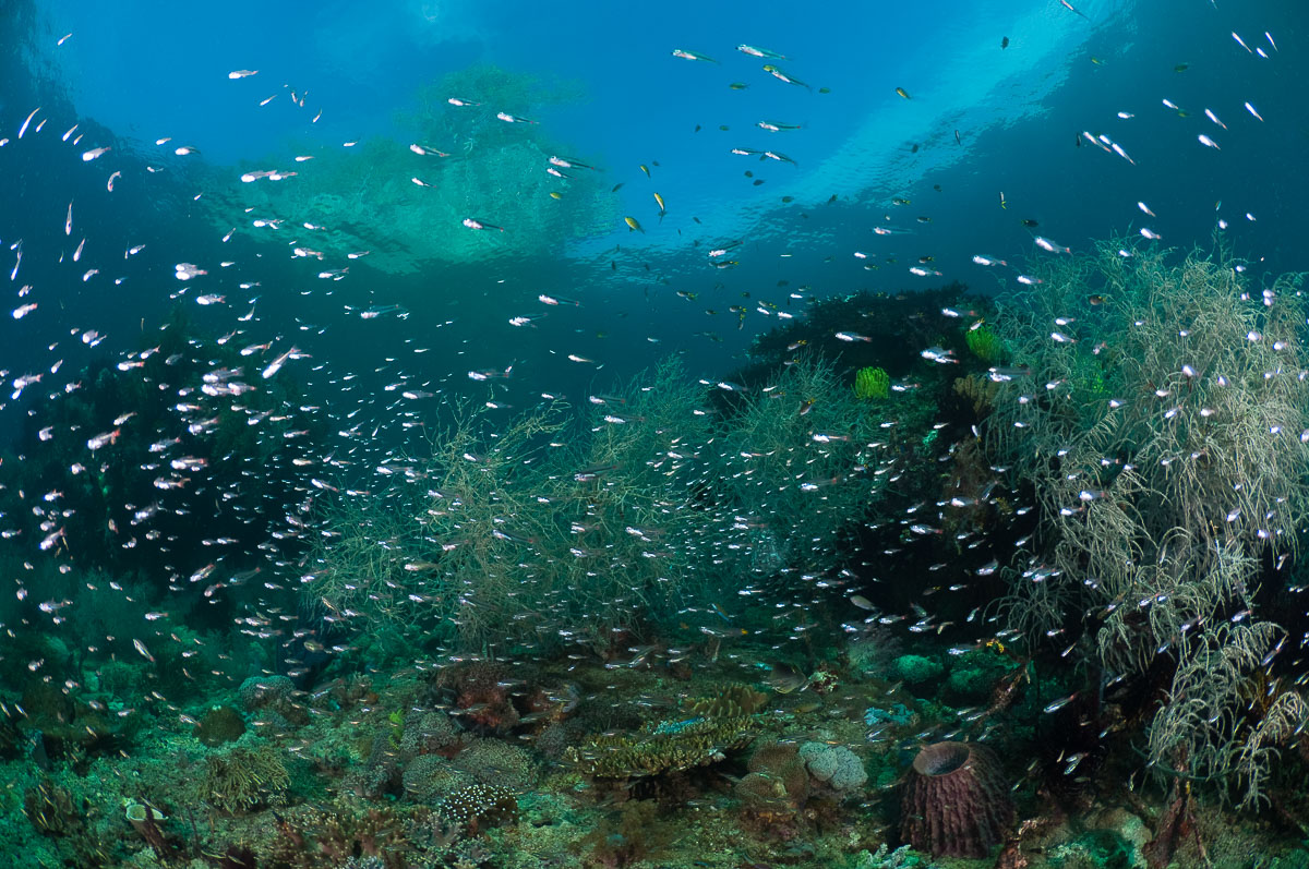 Triton Bay West Papua Indonesia 9