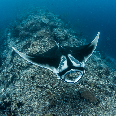 Dive with giant oceanic mantas in Misool Image