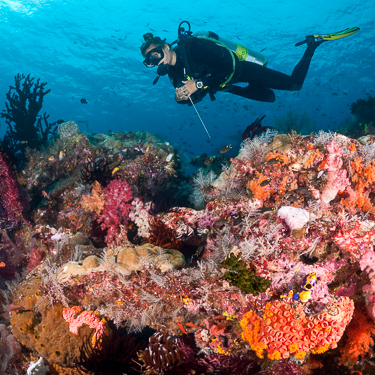 Explore the most biodiverse reefs on the planet Image