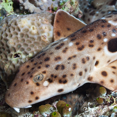 Search for endemic walking sharks in Raja Ampat Image