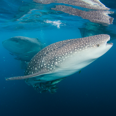 Take an early-morning dip with whale sharks in Triton Bay Image