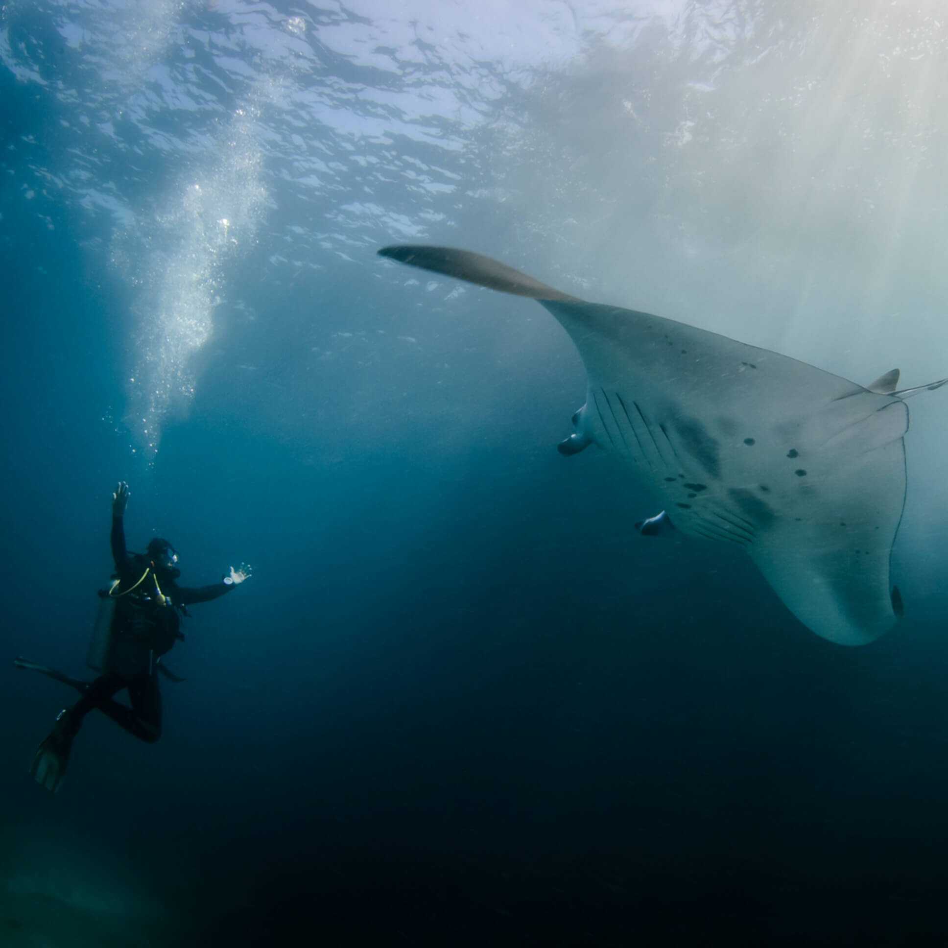 A diver interacts with a large manta ray in the Nusa Islands, Bali