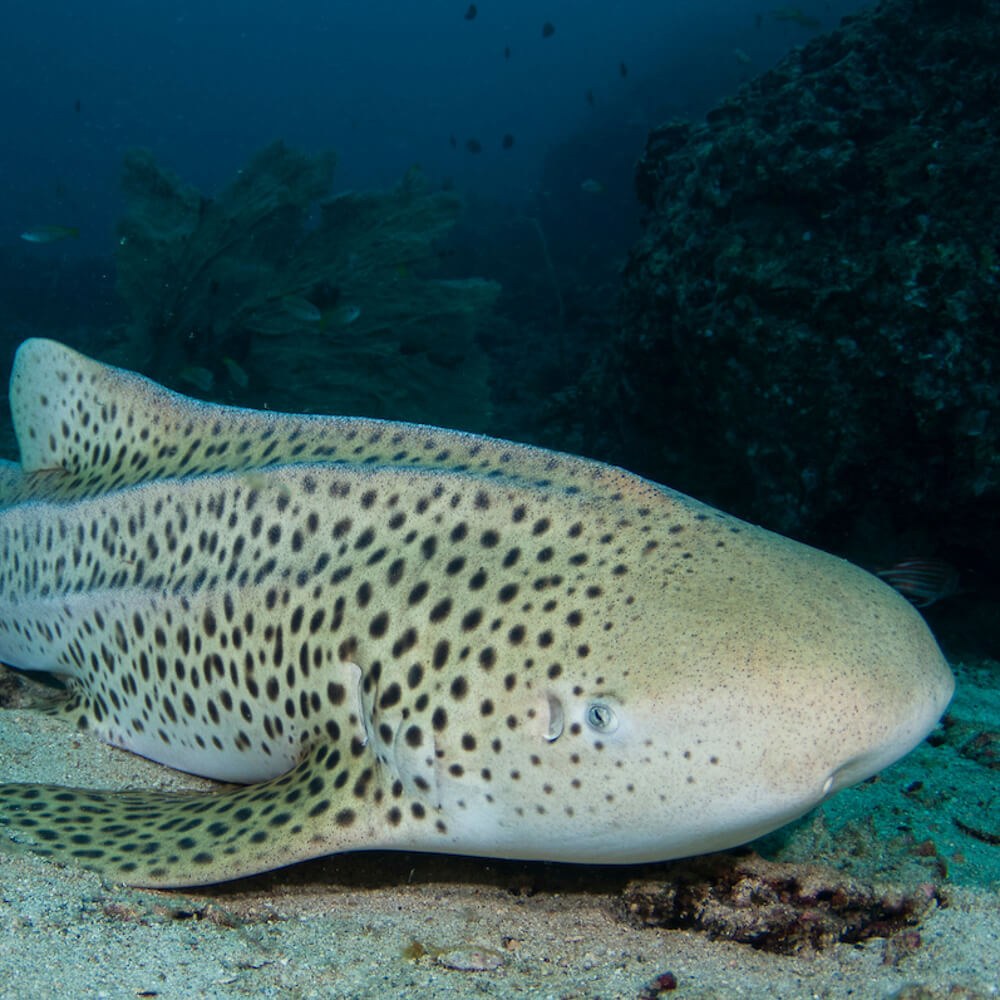A leopard shark lying on the seabed at Maratua