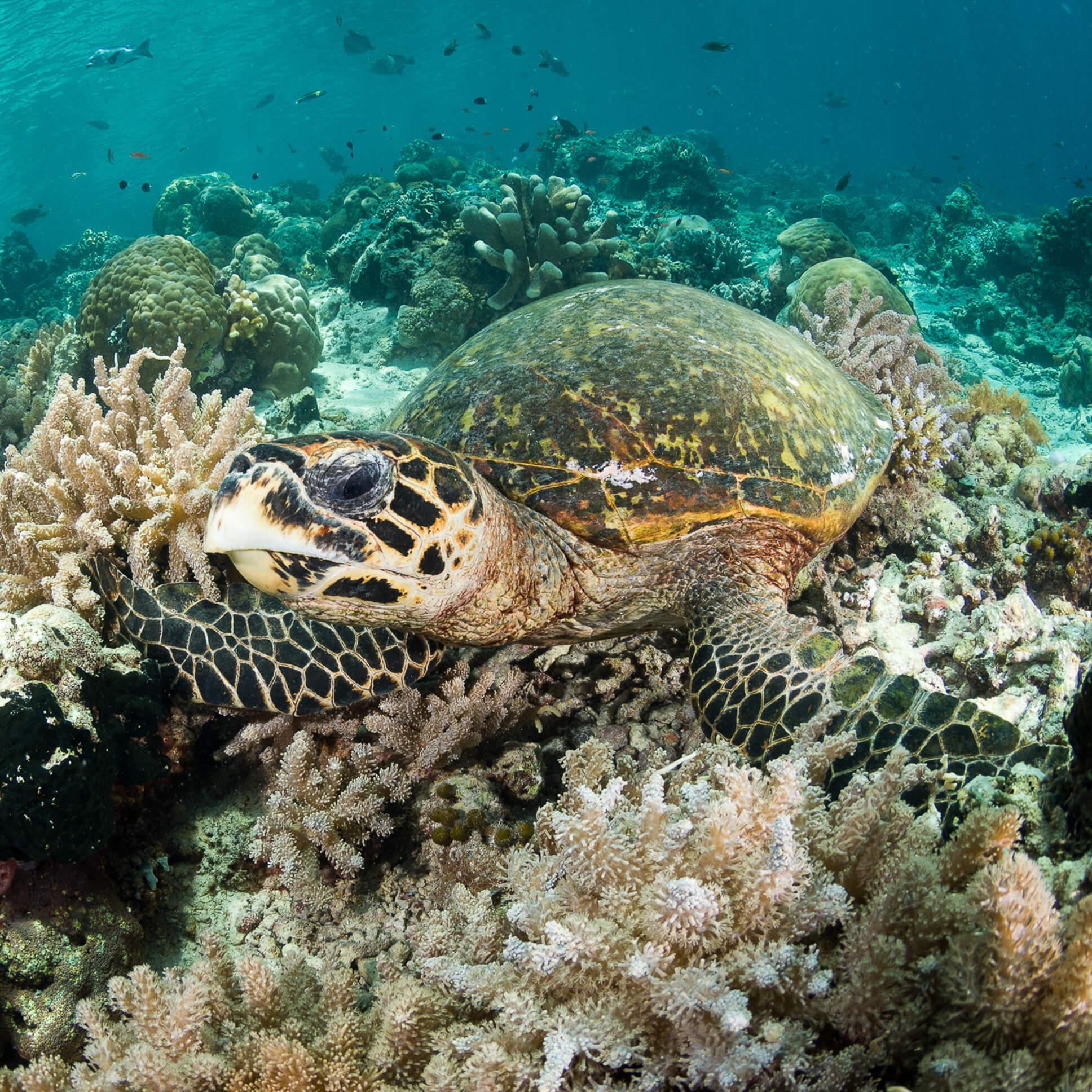 Hawksbill turtle resting on the reef in Bunaken, North Sulawesi