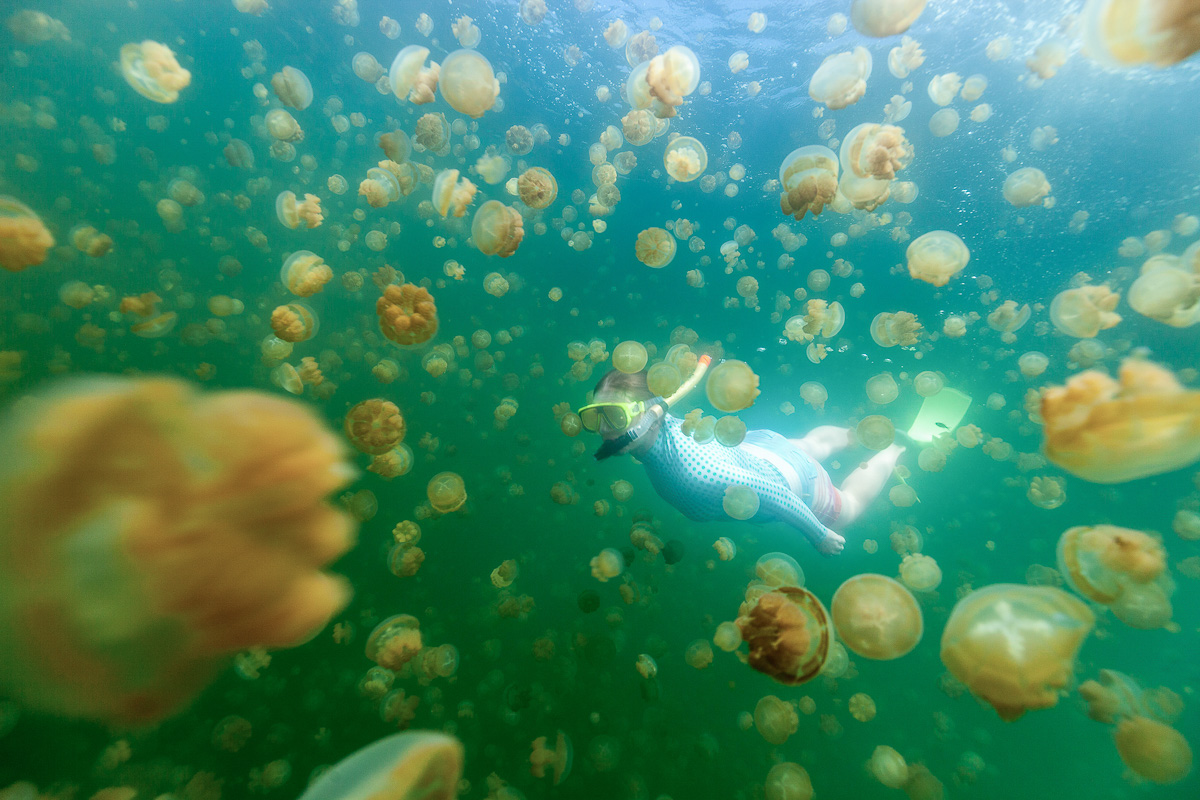 Jellyfish Lake on Kakaban Island allows visitors to swim through swarms of stingless jellyfish