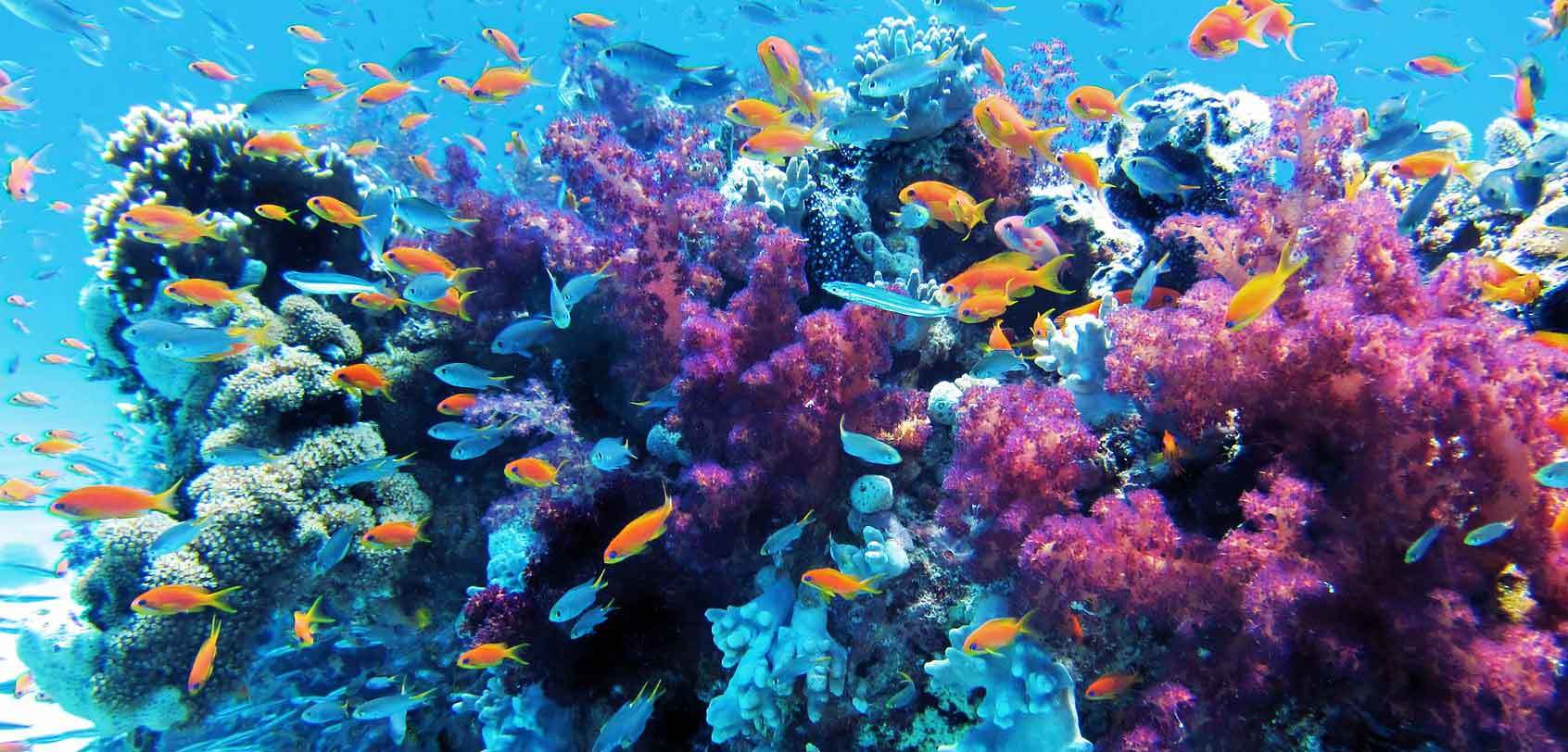 Learn to scuba dive in Southeast Asia - a free guide