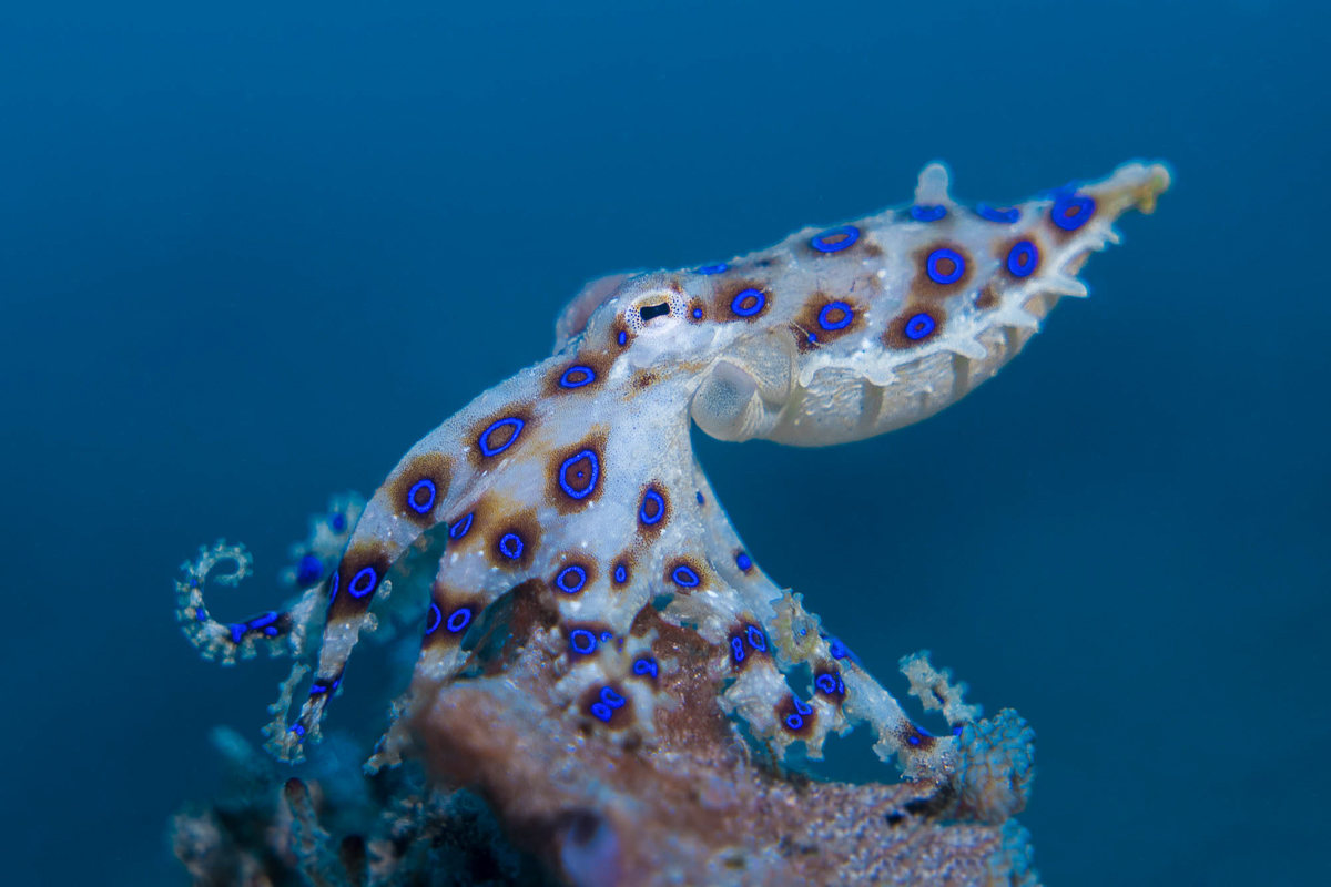 A blue-ringed octopus flashes its neon markings in Lembeh, Indonesia