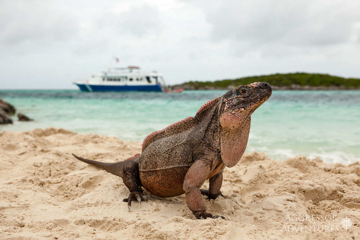 Bahamas Aggressor Liveaboard 15