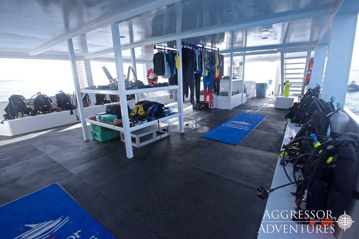 Cayman Aggressor V Liveaboard 13