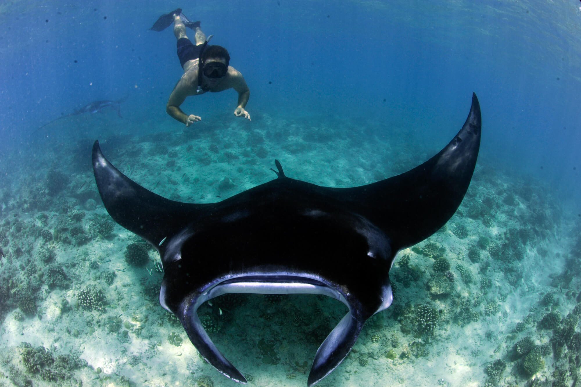 Reef Manta Ray