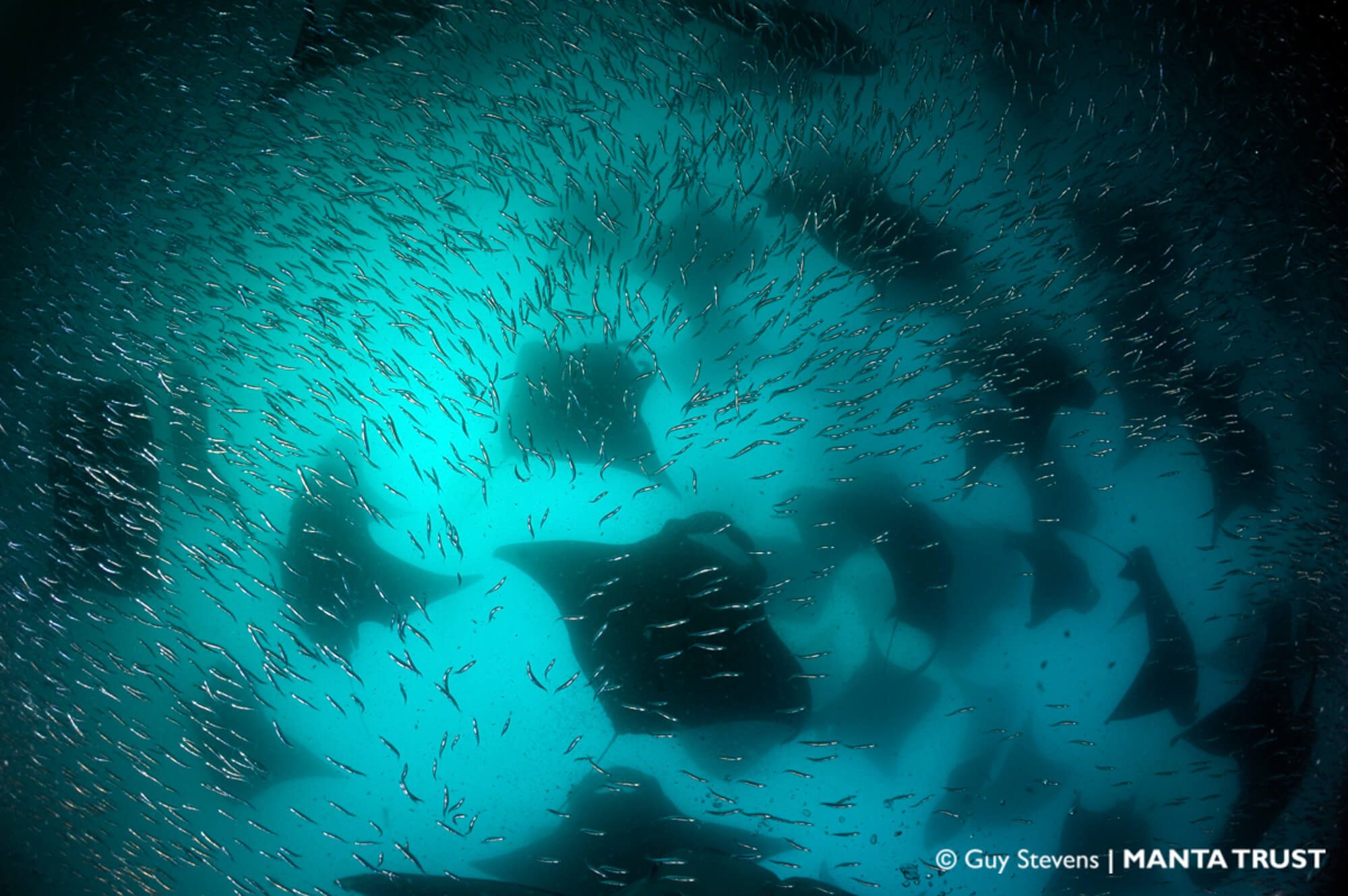 Reef Manta Ray Mass Cyclone Feeding Event Hanifaru Bay