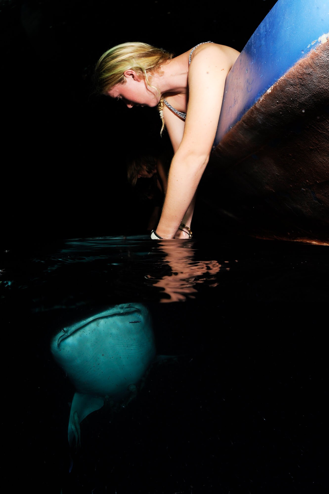 Whale Shark Night Feeding Manta Trust