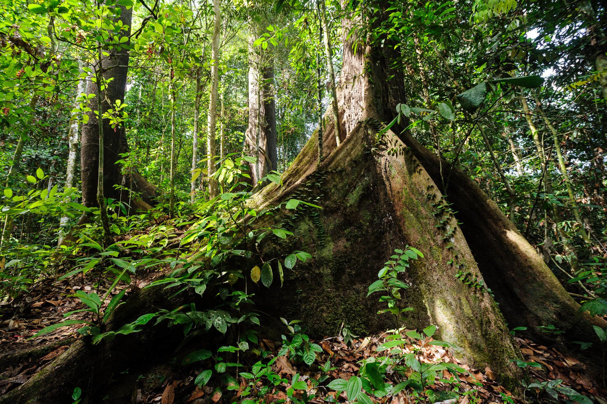 Jungle scenery in the Danum Valley, Sabah