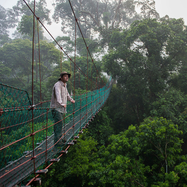 Explore Danum Valley's ancient rainforest Image