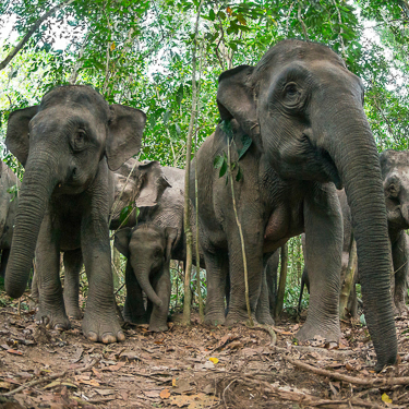 Cruise down the Kinabatangan River Image