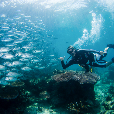 Scuba Diving Sabah Malaysia Sipadan Jackfish