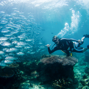 Dive with Sipadan’s turtles and reef life Image