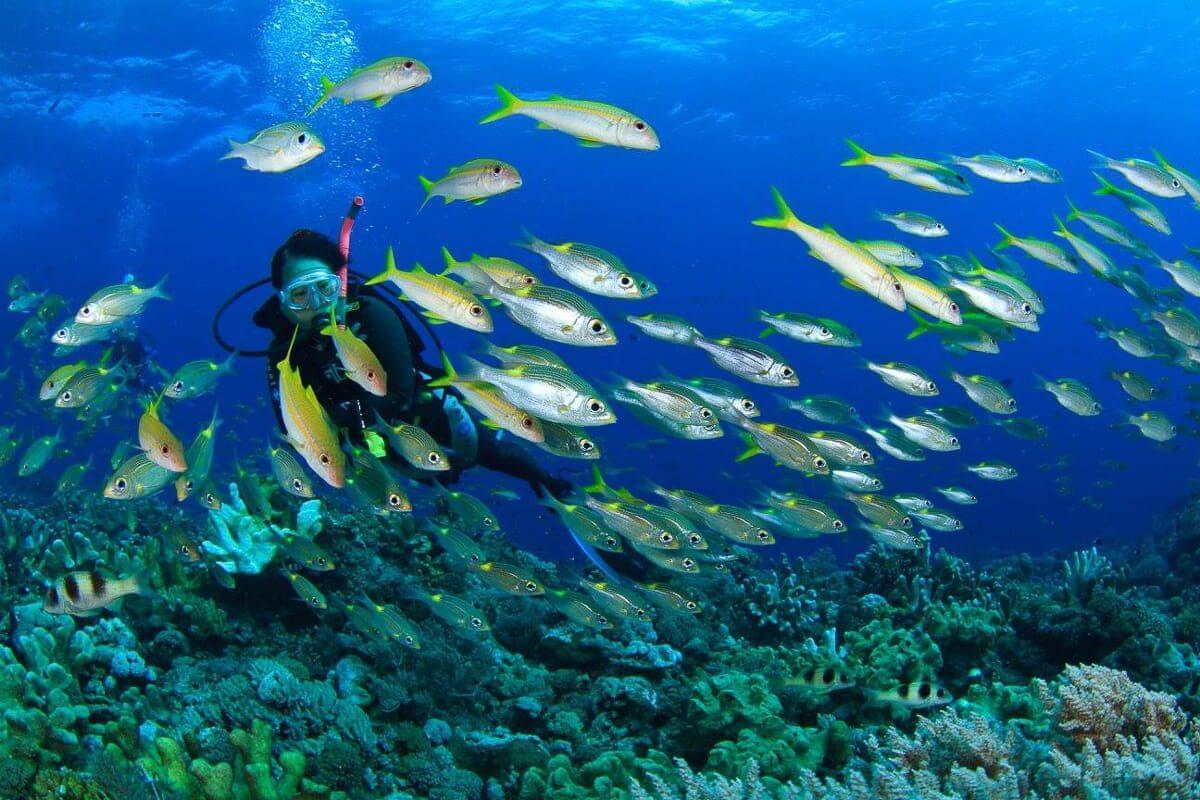 A diver amongst a shoal of yellowfin goatfish at Layang Layang