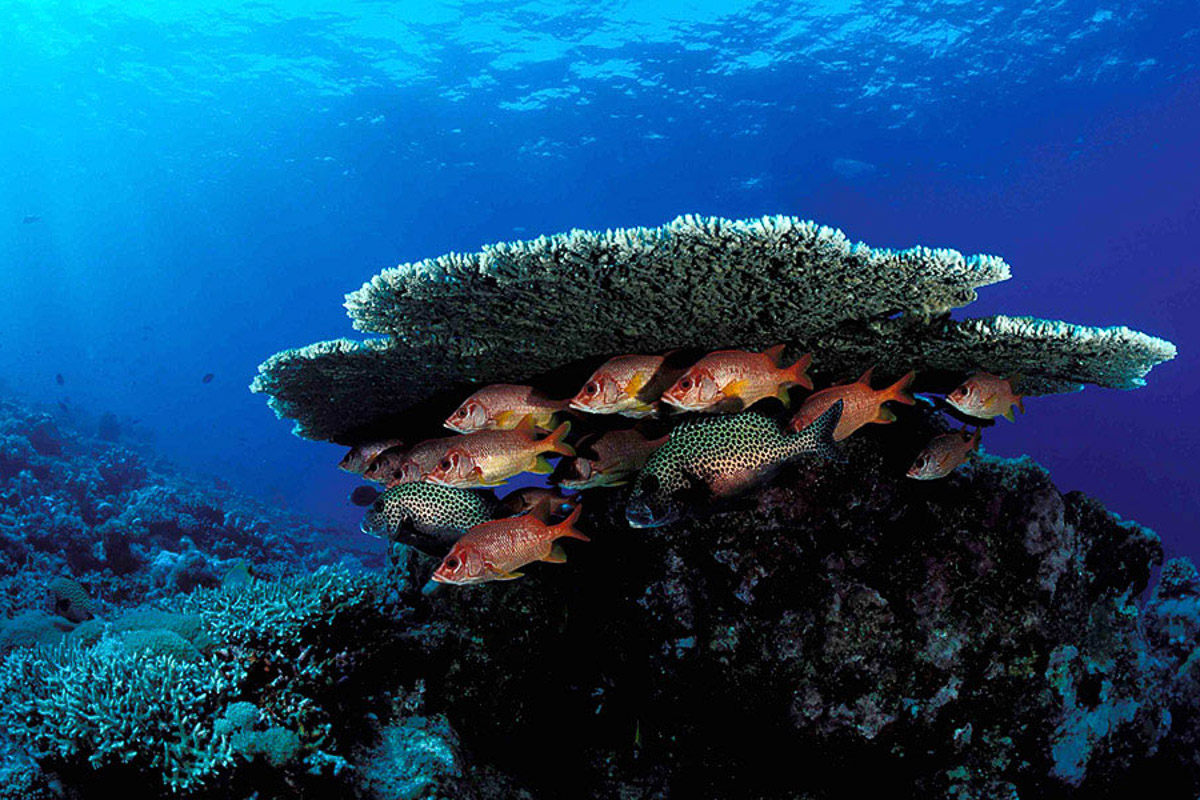 Best coral reef diving in Southeast Asia