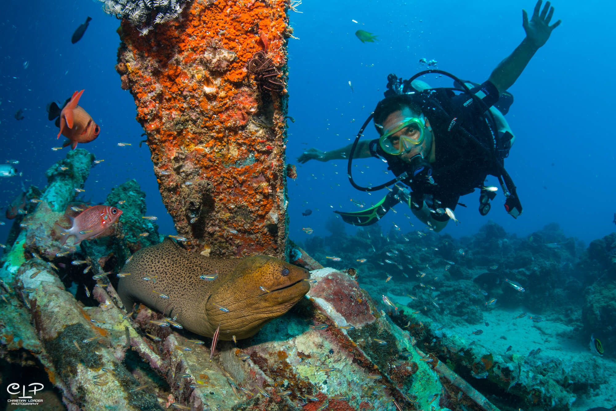 A diver and a moray eel beneath the Seaventures Dive Rig