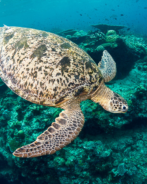 Dive Turtles Sipadan Malaysia Min