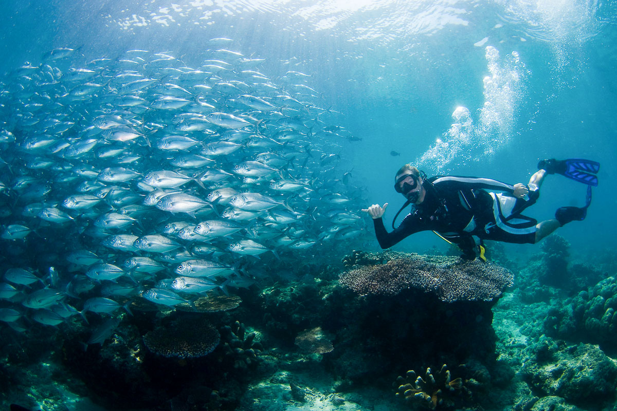 Sipadan Sabah Malaysia Diving Jackfish and Diver